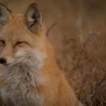 5月27日大乐透最新开奖结果揭晓,头奖花落谁家? 6pzexdh