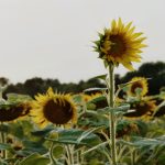 深入解读皇马电竞平台在职业选手培养与电竞文化普及中的关键作用 9mzz1